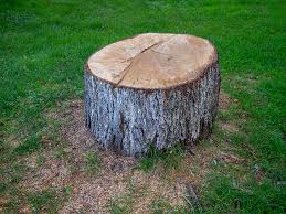 Reliable Yelm, WA Tree Services Solutions