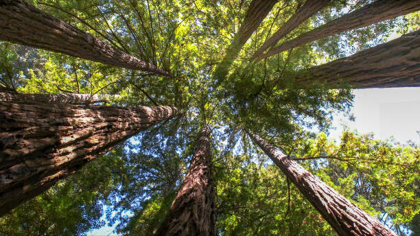 Mulching Services in Yelm, WA