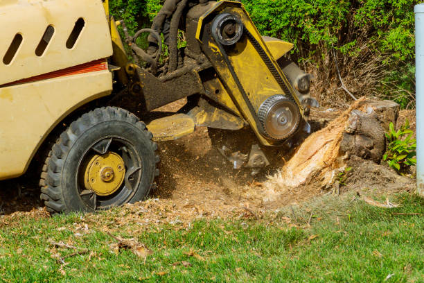 Best Fruit Tree Pruning  in Yelm, WA
