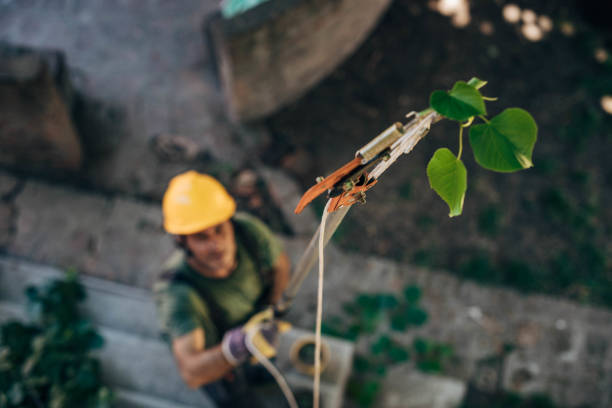  Yelm, WA Tree Services Pros