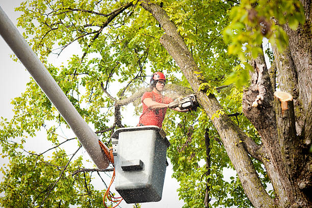 How Our Tree Care Process Works  in  Yelm, WA