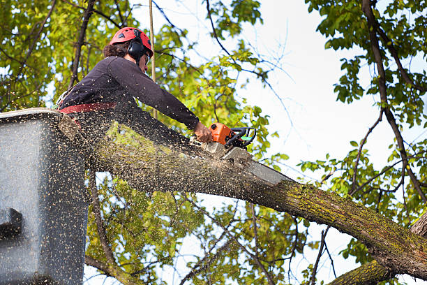 Best Hedge Trimming  in Yelm, WA